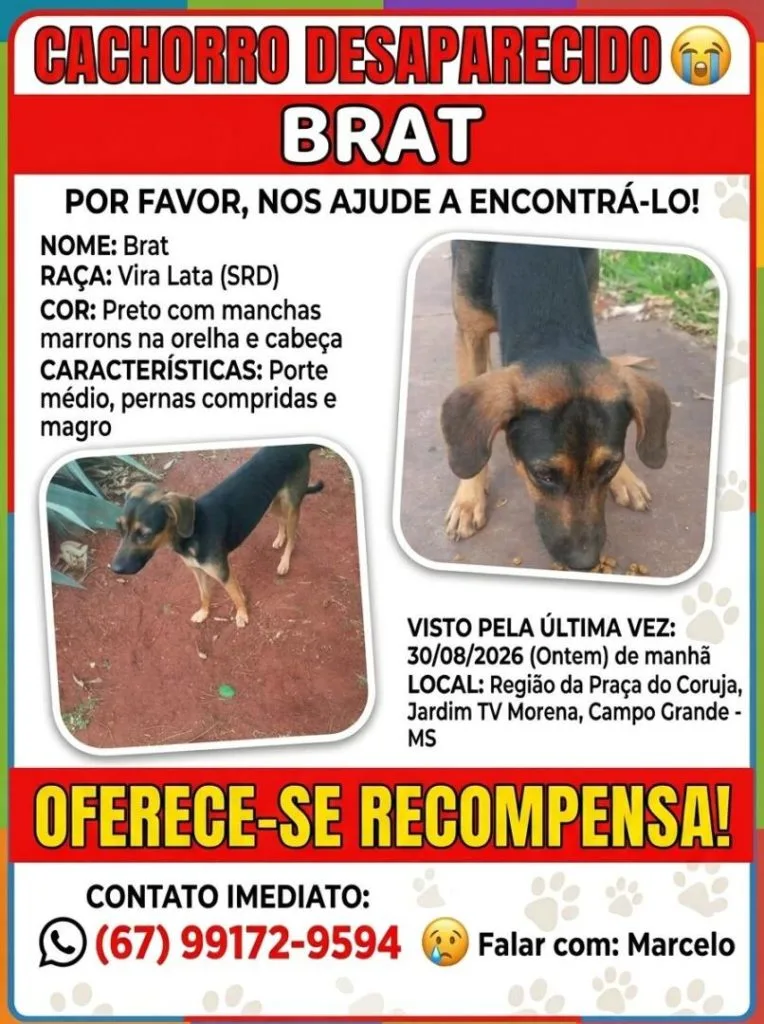 Idosa busca cachorrinho Brat desaparecido em Jardim TV Morena