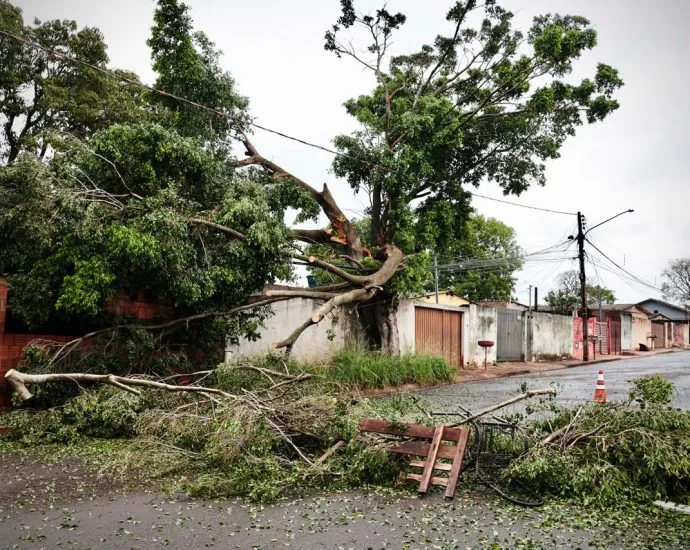 Moradores de Campo Grande enfrentam dificuldades após árvore cair sobre casa
