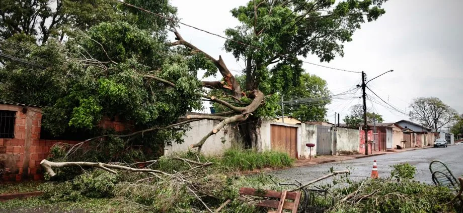 Moradores de Campo Grande enfrentam dificuldades após árvore cair sobre casa