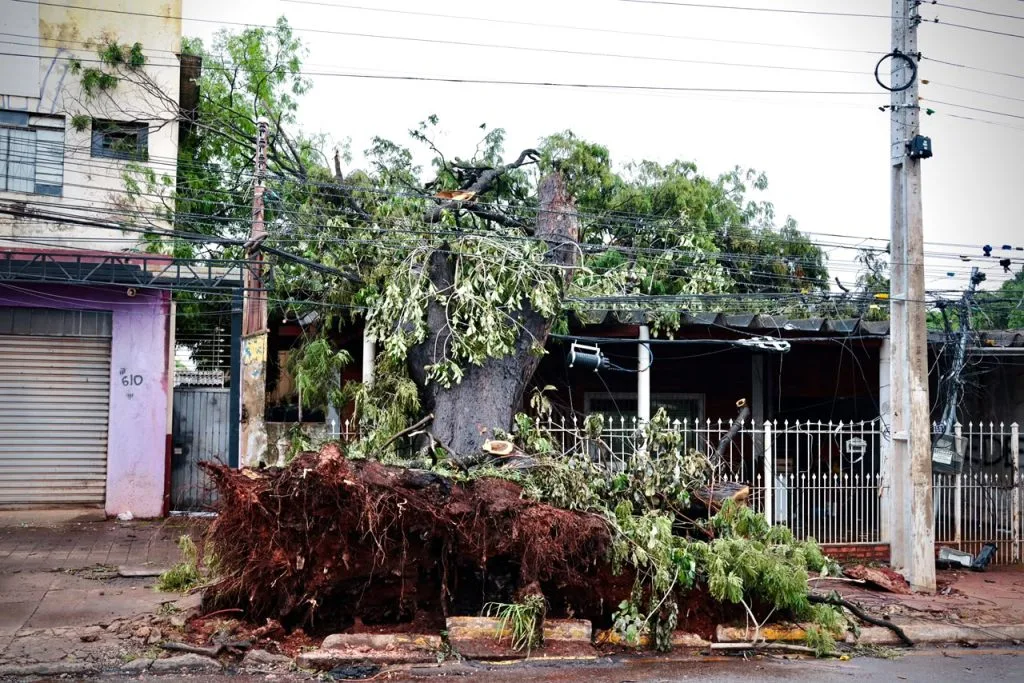 Moradores de Campo Grande enfrentam dificuldades após árvore cair sobre casa