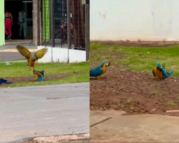 Araras-canindés se reúnem para se alimentar em Campo Grande