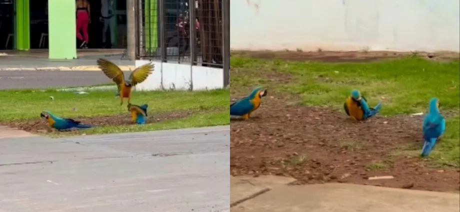 Araras-canindés se reúnem para se alimentar em Campo Grande