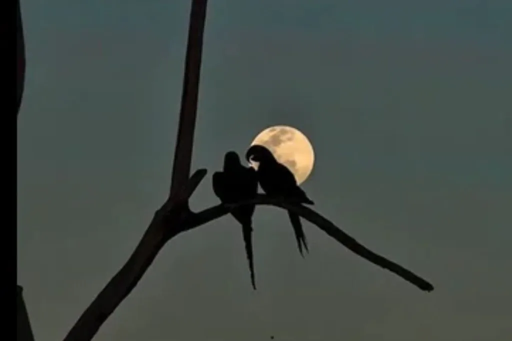 Plano fechado focado nas cabeças e bicos das duas aves. A iluminação prateada do luar destaca a tonalidade amarela ao redor dos olhos e da base do bico das araras. As penas azuis ganham reflexos sutis no escuro, capturando o momento exato em que encostam as cabeças.