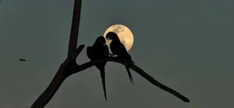 Casal de araras-azuis se destaca em romance sob a luz do luar em Miranda
