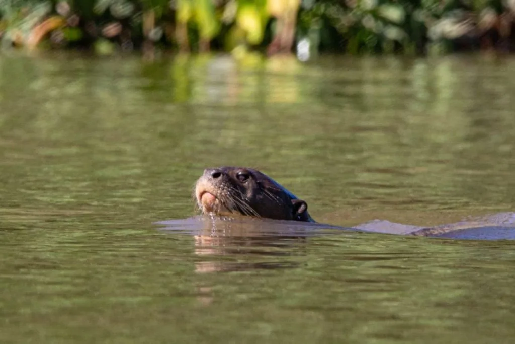 Ariranha colocando a cabeça para fora da água, segurando um peixe entre as patas.
