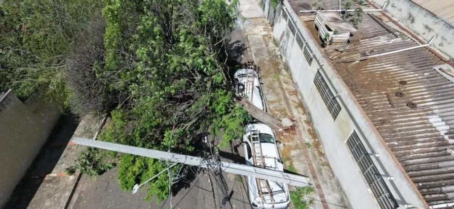 Entenda por que árvores saudáveis podem cair durante temporais em Campo Grande
