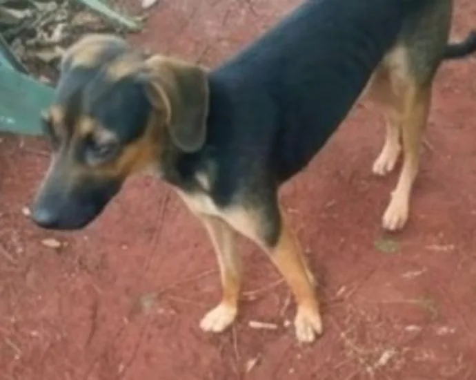 Idosa busca cachorrinho Brat desaparecido em Jardim TV Morena