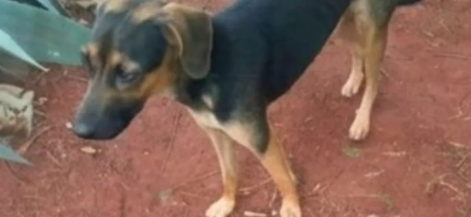 Idosa busca cachorrinho Brat desaparecido em Jardim TV Morena