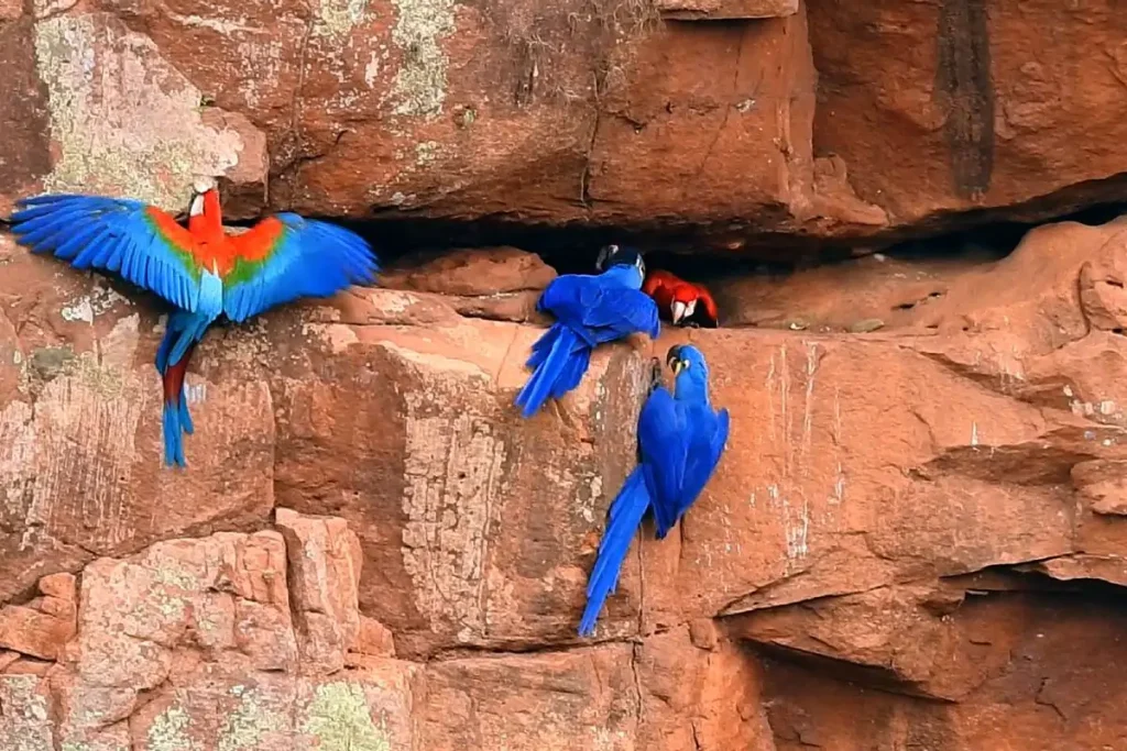 Buraco das Araras, maior dolina da América do Sul, fica em Jardim (MS) (Crédito: SE7 Vídeo)