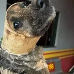 Cachorro é resgatado de tubulação durante temporal em Ivinhema