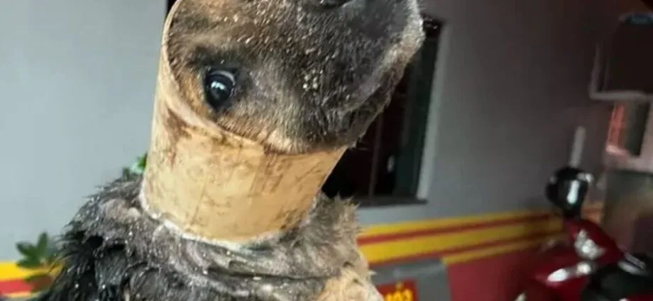 Cachorro é resgatado de tubulação durante temporal em Ivinhema