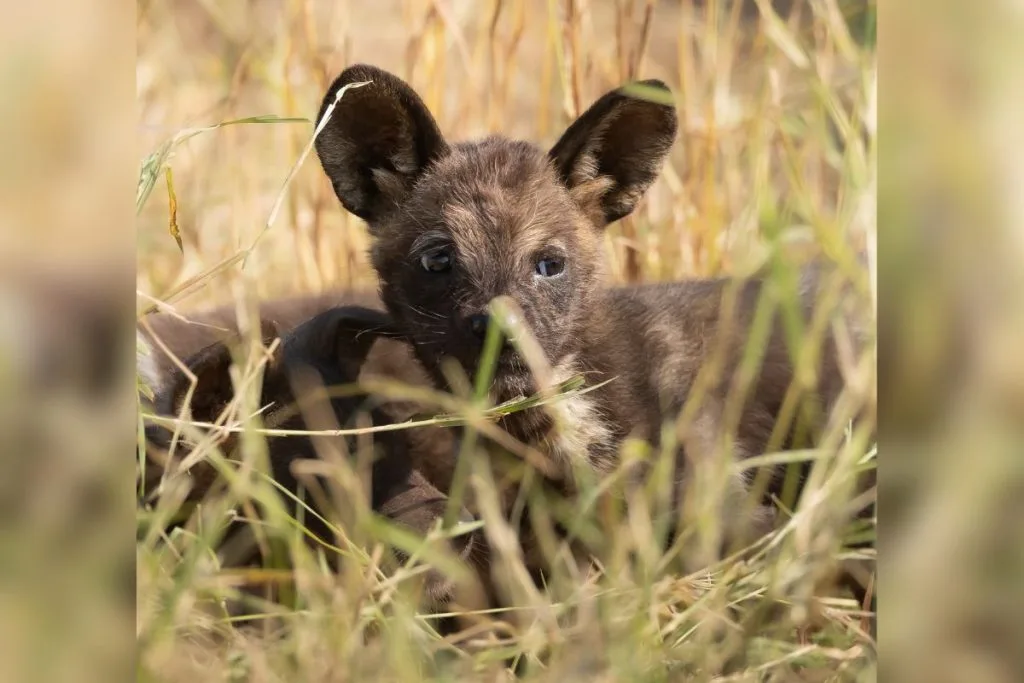 Além de caçarem juntos, os membros de uma matilha de cachorros-selvagens mantêm laços fortes, garantindo o cuidado coletivo também com integrantes feridos ou doentes.
