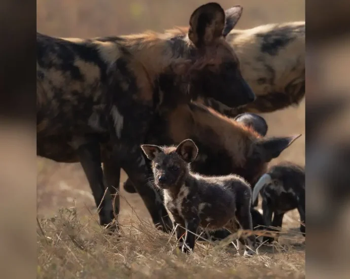 Registro de cachorro-selvagem-africano impressiona fotógrafo em safári