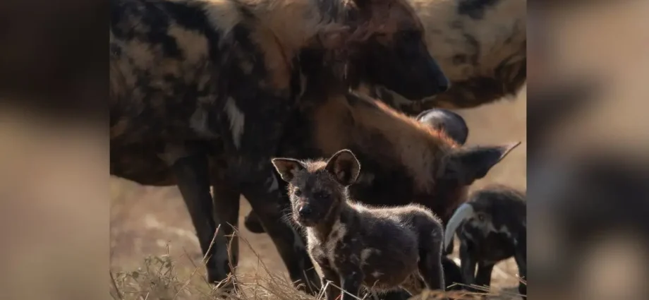 Registro de cachorro-selvagem-africano impressiona fotógrafo em safári
