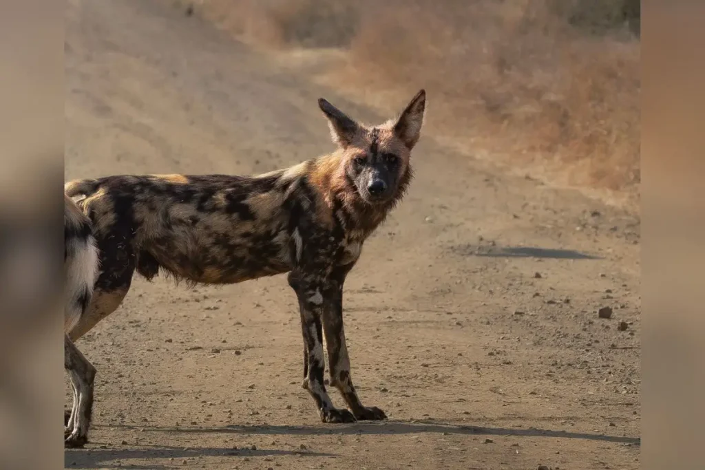 Considerado uma das espécies mais sociais do continente africano, o cachorro-selvagem-africano tem o cuidado com os filhotes compartilhado entre todos os adultos do grupo.