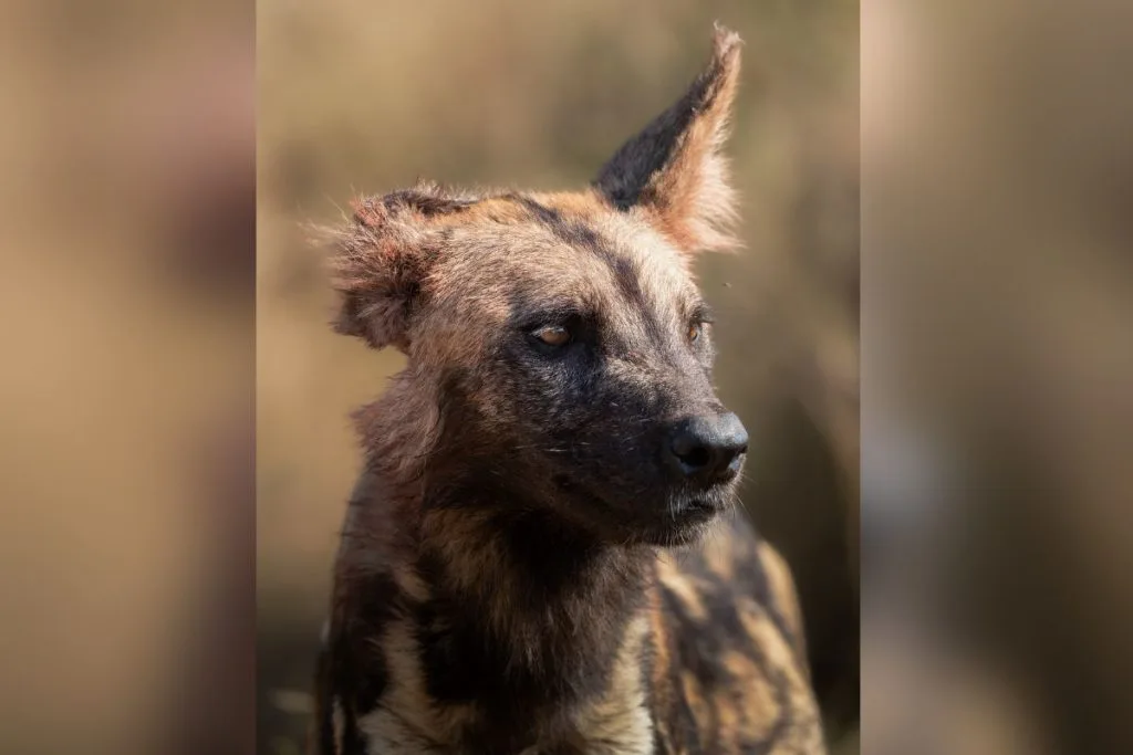 O fotógrafo Bruno Sartori trocou temporariamente as paisagens do Pantanal de Mato Grosso do Sul pelas savanas da África do Sul, onde registrou momentos marcantes da fauna local