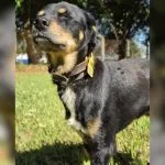 Cãozinho atropelado busca adoção em Campo Grande