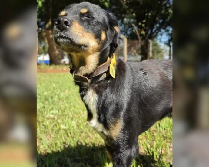 Cãozinho atropelado busca adoção em Campo Grande