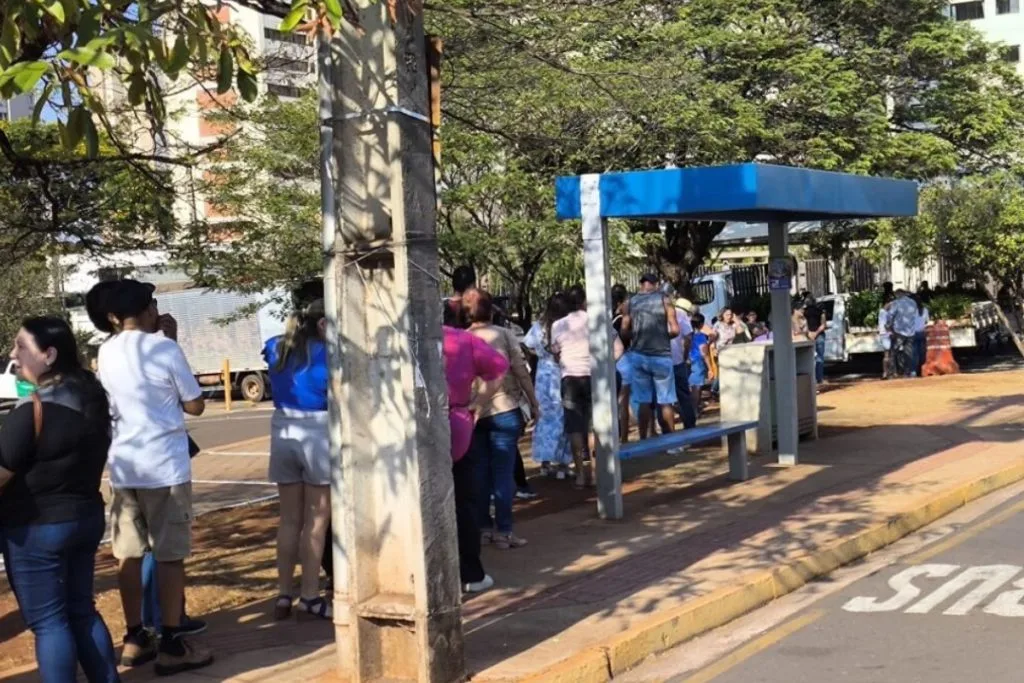 distribuição de mudas