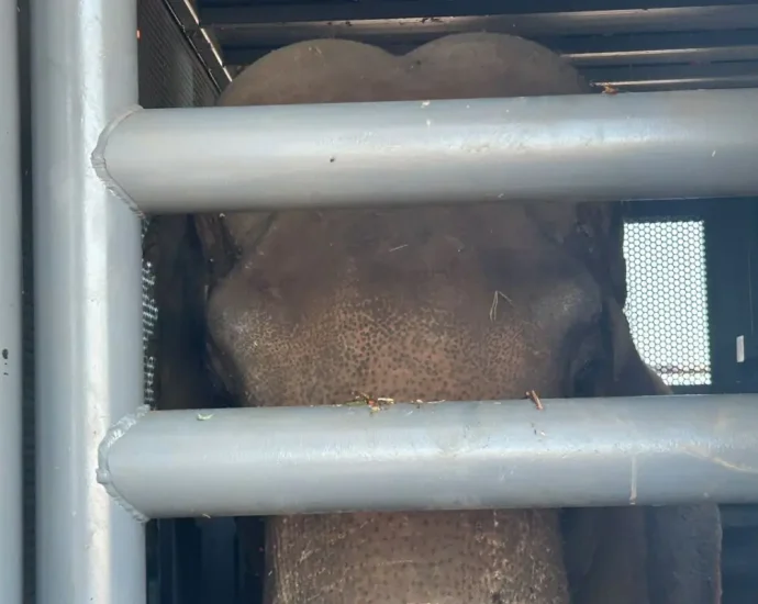 Megaoperação para transporte do elefante Sandro na BR-163