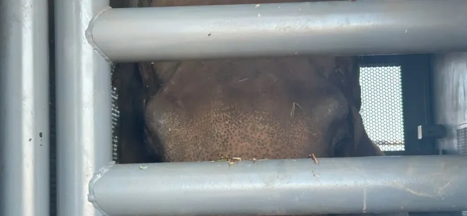 Megaoperação para transporte do elefante Sandro na BR-163