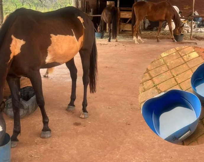 Moradora em Campo Grande recorre a água da chuva para animais após falta de energia