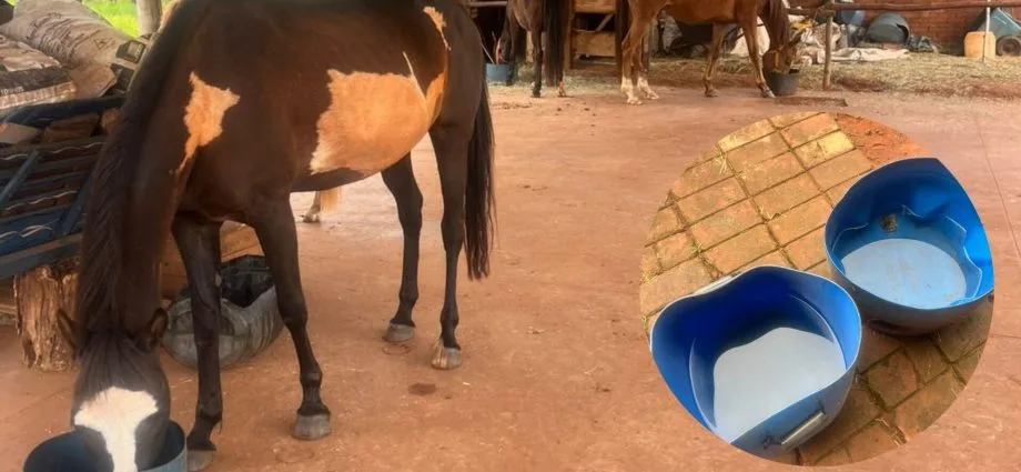 Moradora em Campo Grande recorre a água da chuva para animais após falta de energia