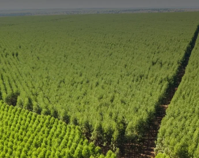 Eldorado Brasil revela pegada de carbono e estratégias em Três Lagoas