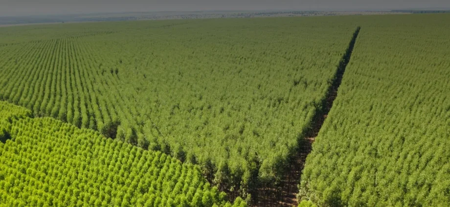 Eldorado Brasil revela pegada de carbono e estratégias em Três Lagoas