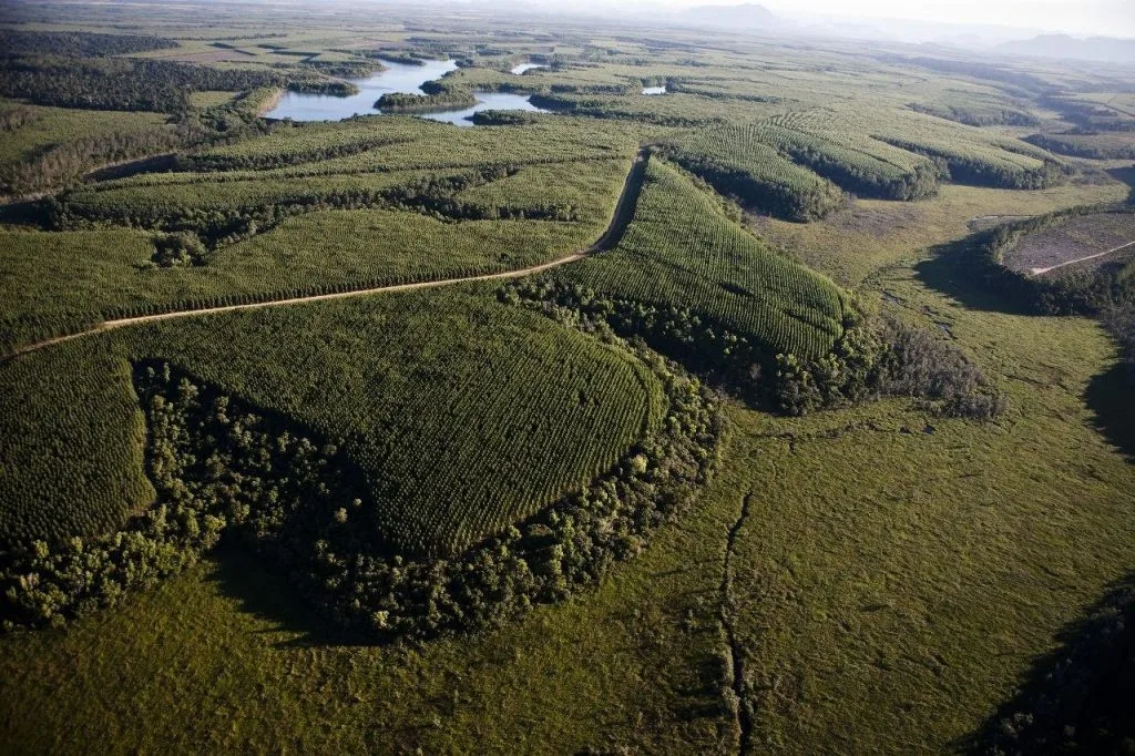 Mato Grosso do Sul se destaca na silvicultura com recorde de produção