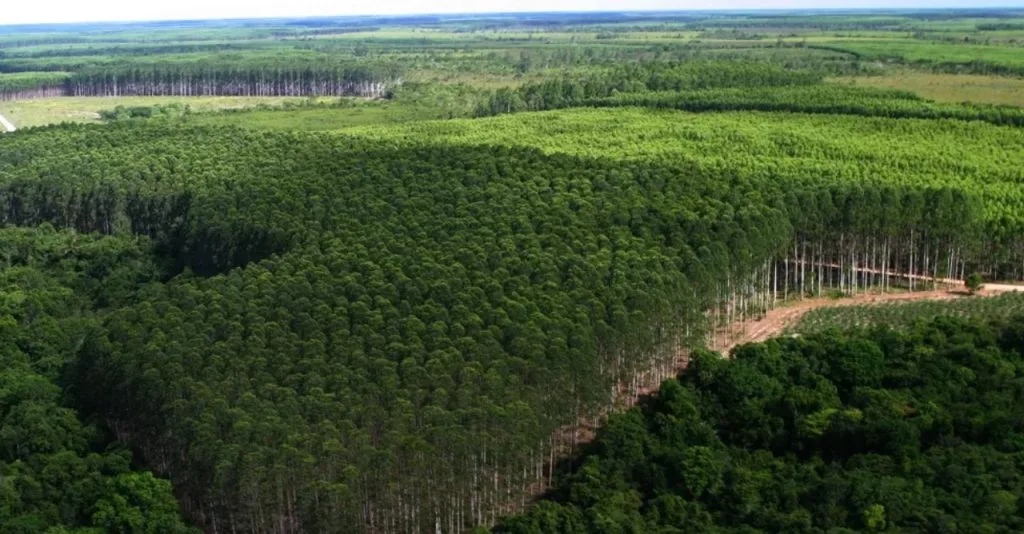 El Niño e o Impacto nas Lavouras e Pecuária de MS em 2027
