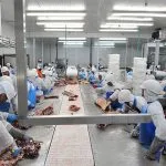 Crescimento da Produção de Suínos e Frangos em Mato Grosso do Sul