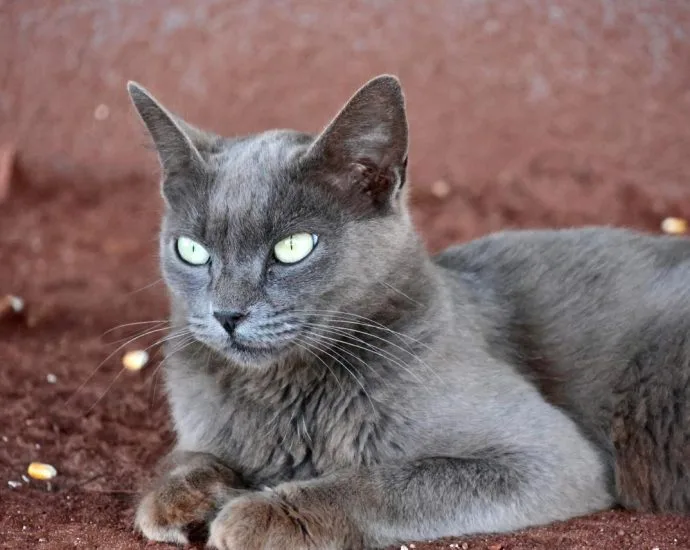 Adolescente apreendido por tortura de filhotes de gatos em Timon (MA)