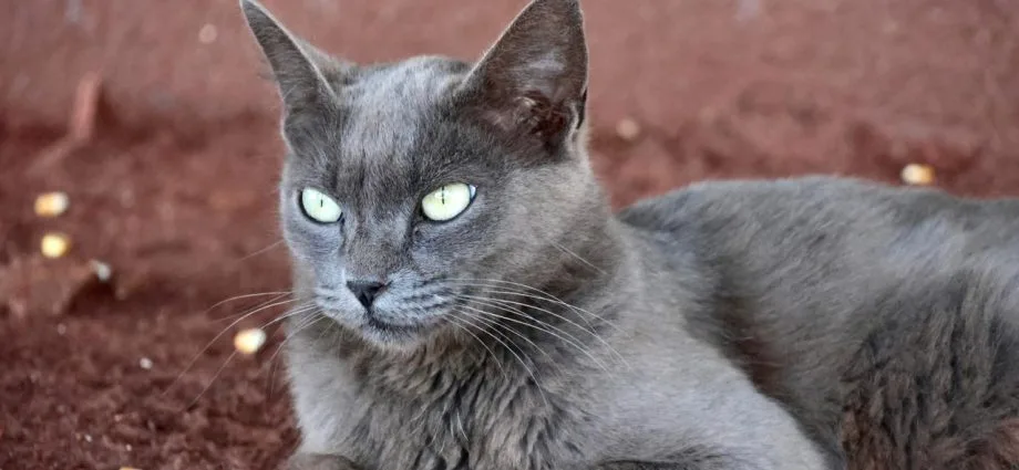 Adolescente apreendido por tortura de filhotes de gatos em Timon (MA)