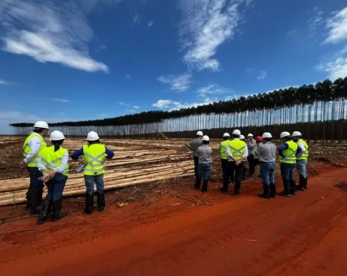 Suzano realiza colheita de 12 mil árvores por teleoperação em MS