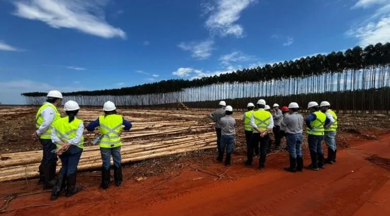 Suzano realiza colheita de 12 mil árvores por teleoperação em MS