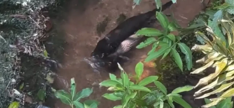 Lontras encantam em mergulhos no Rio Sucuri, em Bonito