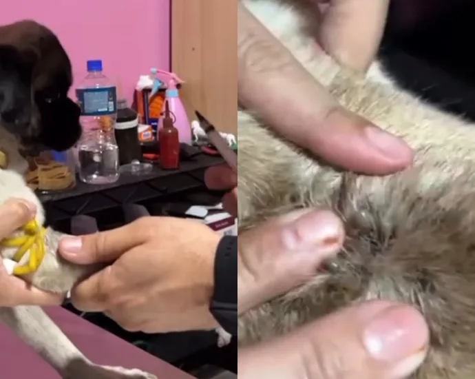 Polícia Civil Resgata Cão Ferido e Prende Mulher por Maus-Tratos em Aquidauana