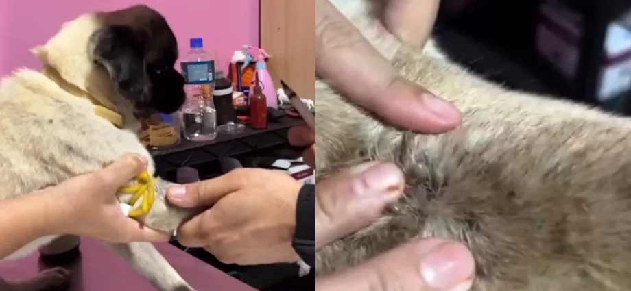 Polícia Civil Resgata Cão Ferido e Prende Mulher por Maus-Tratos em Aquidauana