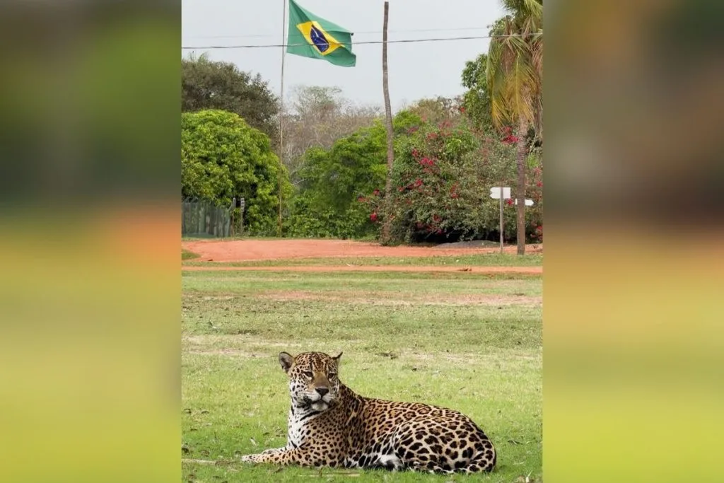 Paisagem do Pantanal com uma onça-pintada no campo e a bandeira do Brasil ao fundo.