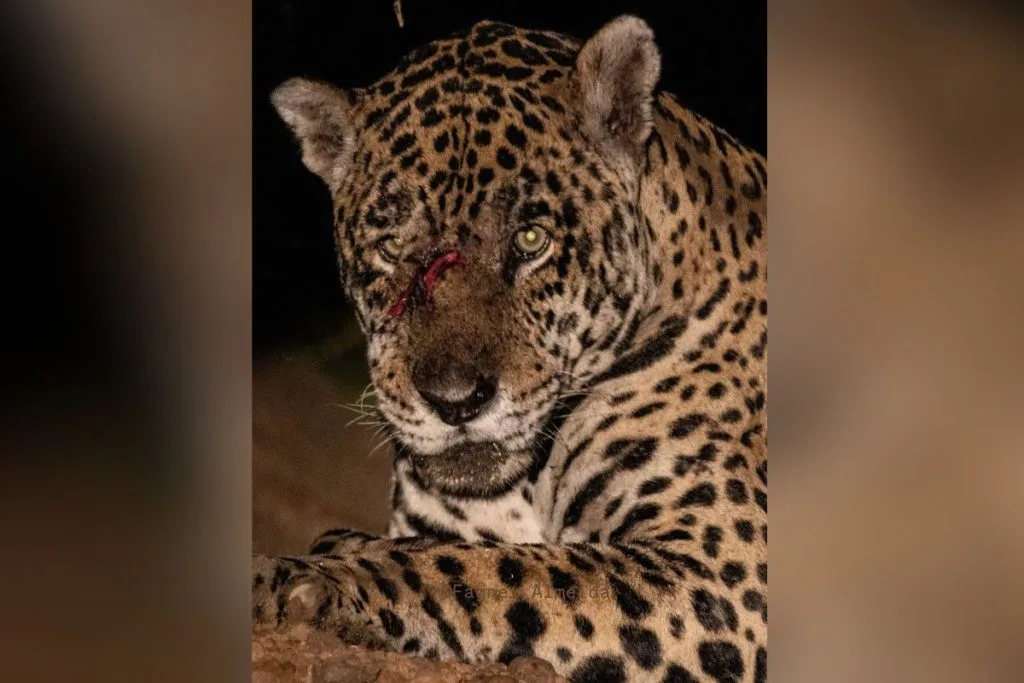 Onça-pintada ficou ferida após briga