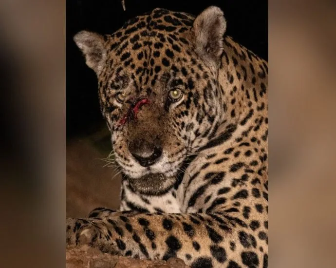 Onça-pintada é ferida em confronto no Pantanal