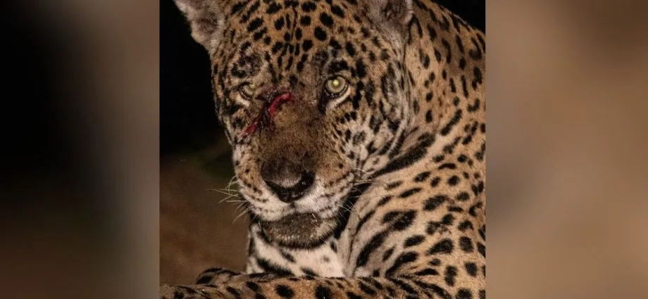 Onça-pintada é ferida em confronto no Pantanal