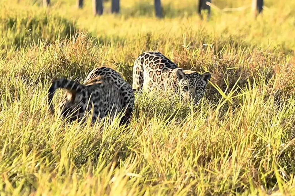 Onça-pintada Aracy com filhote no Pantanal