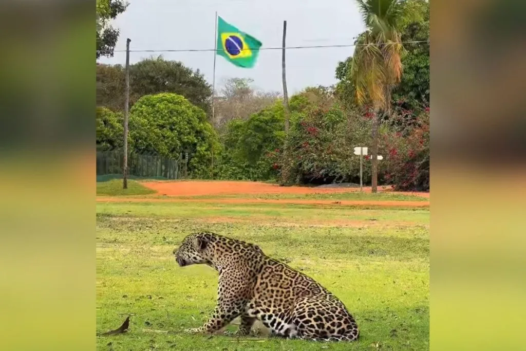 Close no rosto e na pelagem de uma onça-pintada descansando no gramado.