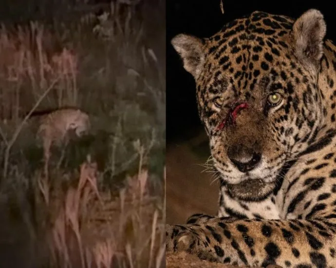 Conflito entre onças Anambé e Miúdo é registrado no Pantanal