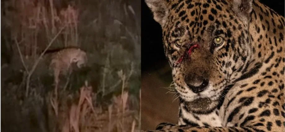 Conflito entre onças Anambé e Miúdo é registrado no Pantanal