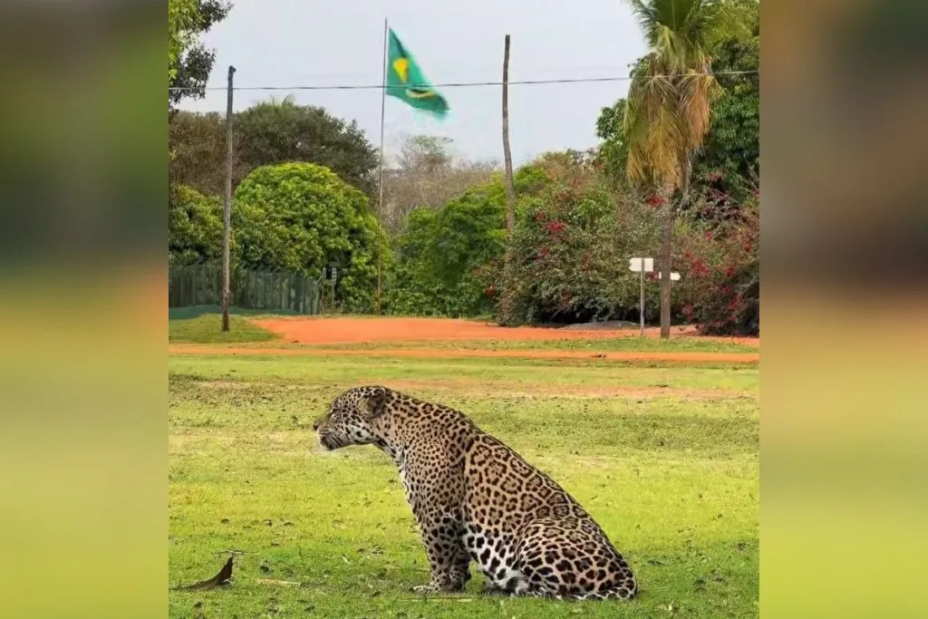 Onça-pintada deitada na grama ao lado do mastro com a bandeira do Brasil no Refúgio Caiman.