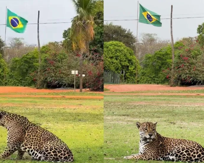Onça-pintada exibe imponência em frente à bandeira do Brasil em Miranda