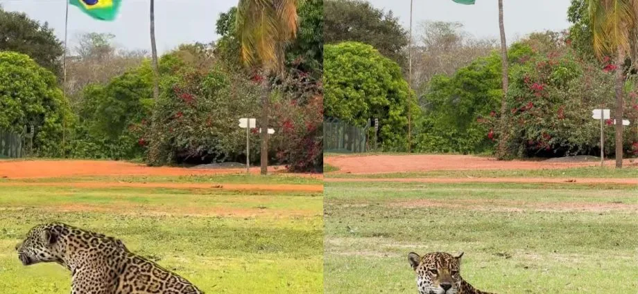 Onça-pintada exibe imponência em frente à bandeira do Brasil em Miranda